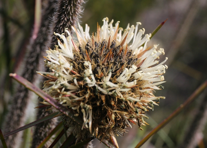 Western Australian Plants Dasypogonaceae
